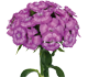 گل قرنفل پادینا